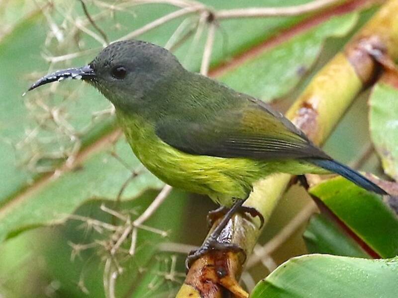 Linas Nektarvogel, Fotos 2