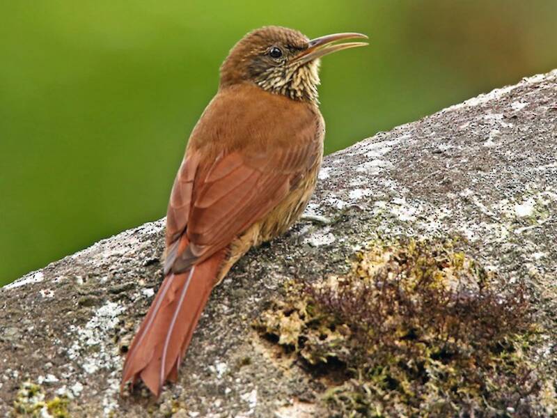 Duida Woodcreeper