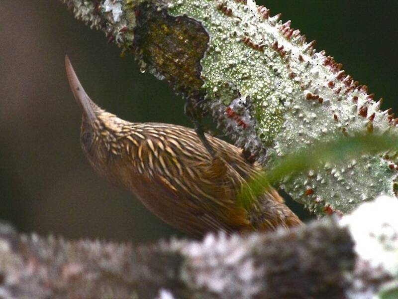 Duida Woodcreeper, Photos 3