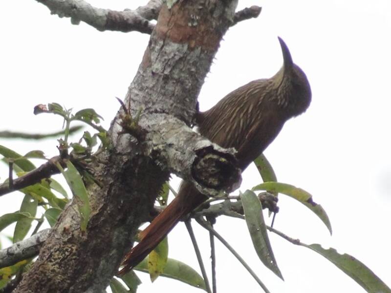 Duida Woodcreeper, Photos 2