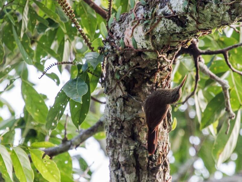 Duida Woodcreeper, Photos 4