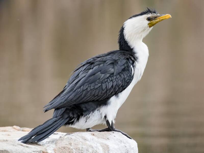 Little Pied Cormorant