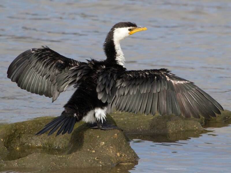 Little Pied Cormorant, 照片 3