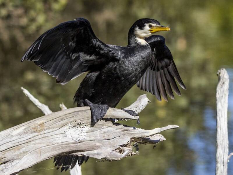 Little Pied Cormorant, 照片 2