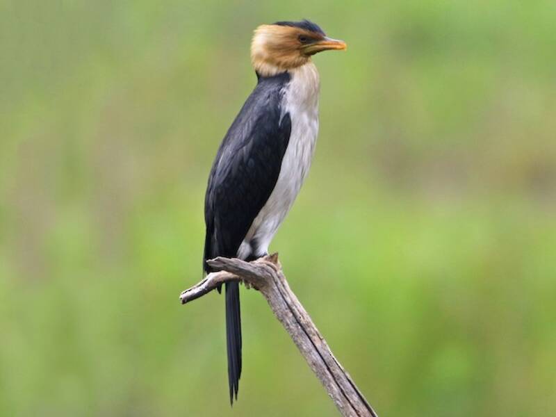 Little Pied Cormorant, 照片 4