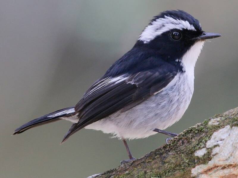Little Pied Flycatcher, Photos 3