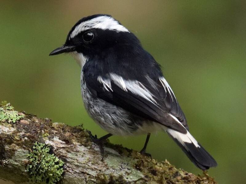 Little Pied Flycatcher, Photos 2