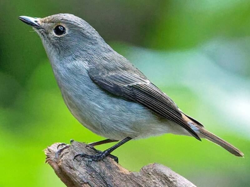 Little Pied Flycatcher, Photos 4