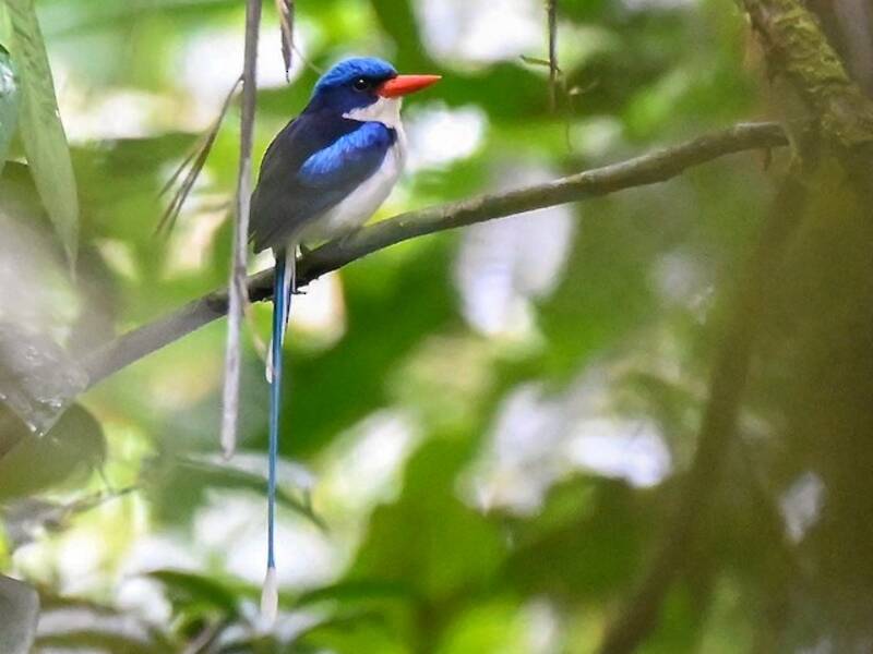 Little Paradise-Kingfisher