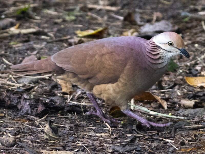 Colombe-perdrix striée
