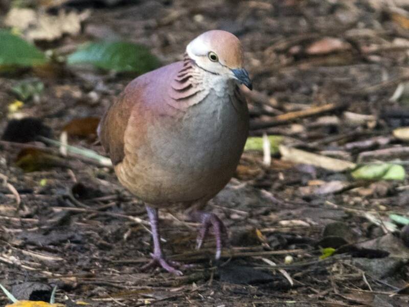 Colombe-perdrix striée, Photos 2