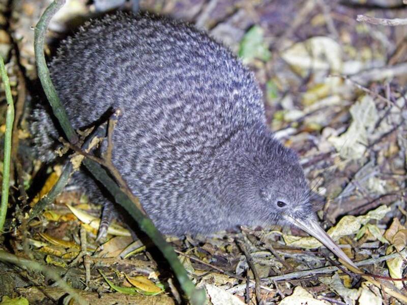 Kiwi tacheté, Photos 4