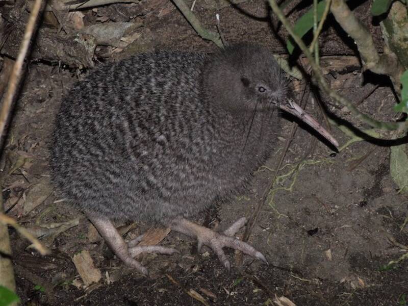 Kiwi tacheté, Photos 3