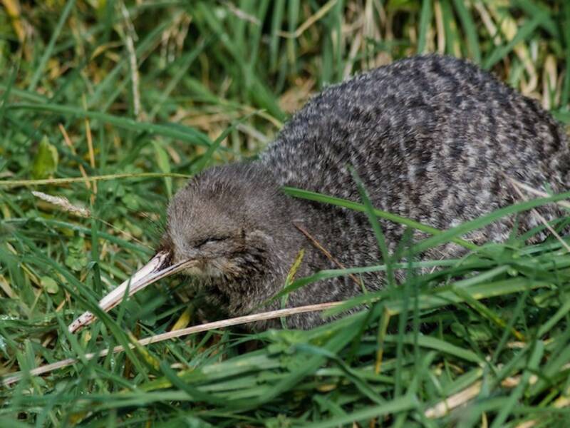 Kiwi tacheté, Photos 2