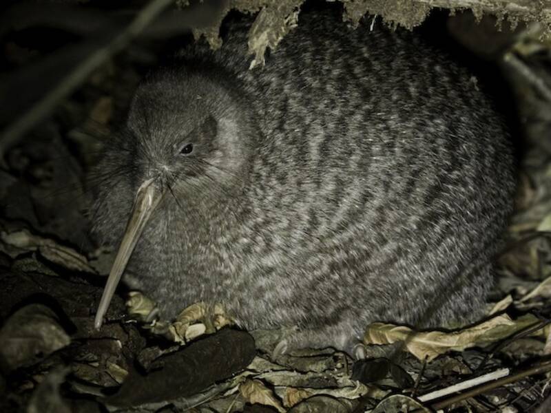 Little Spotted Kiwi (Apteryx owenii)