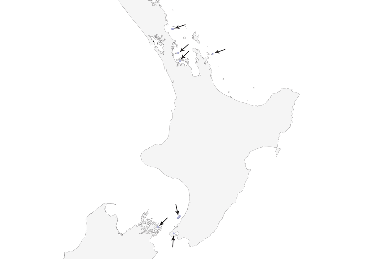 Kiwi tacheté, Distribution 1