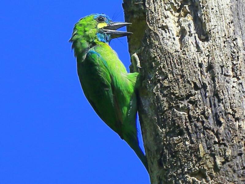 Barbudo Orejigualdo