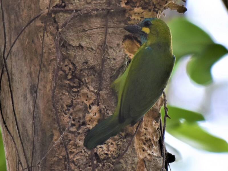 Barbudo Orejigualdo, Fotos 3