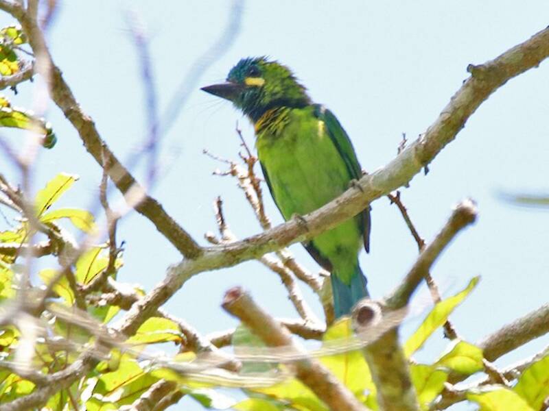 Barbudo Orejigualdo, Fotos 2