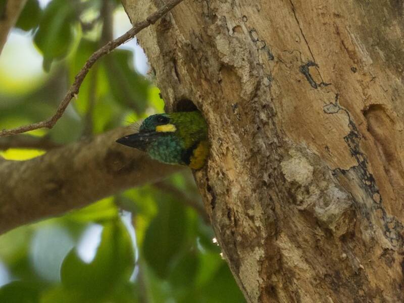 Barbudo Orejigualdo, Fotos 4