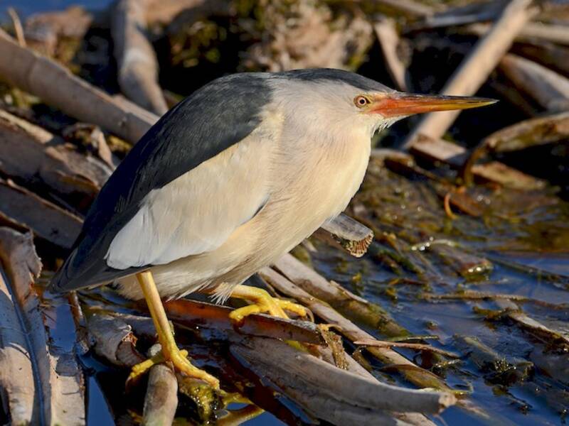 Little Bittern, Photos 4