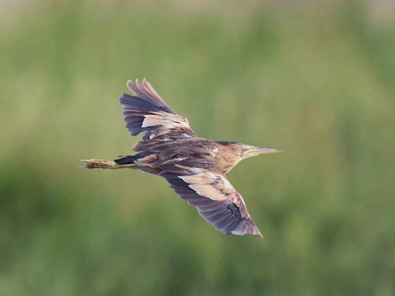Little Bittern, Photos 2
