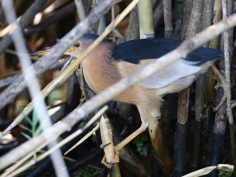 Little Bittern, Photos 3