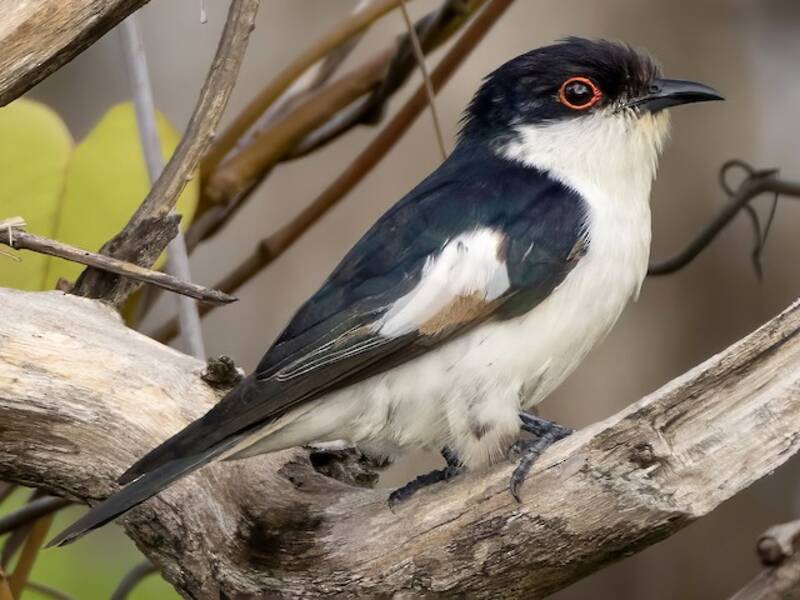 Pied Bronze-Cuckoo, 照片 2