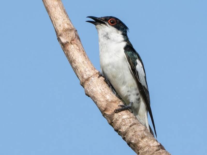 Pied Bronze-Cuckoo