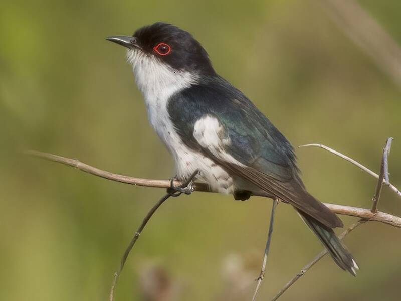 Pied Bronze-Cuckoo, 照片 4