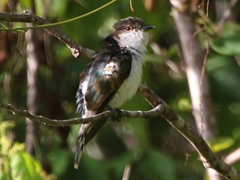 Pied Bronze-Cuckoo, 照片 3