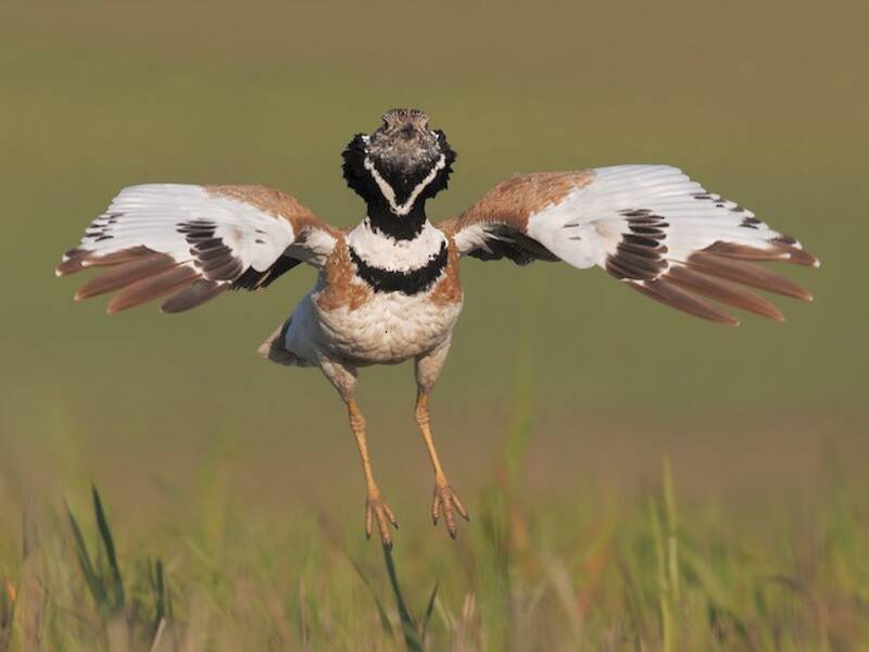 Little Bustard