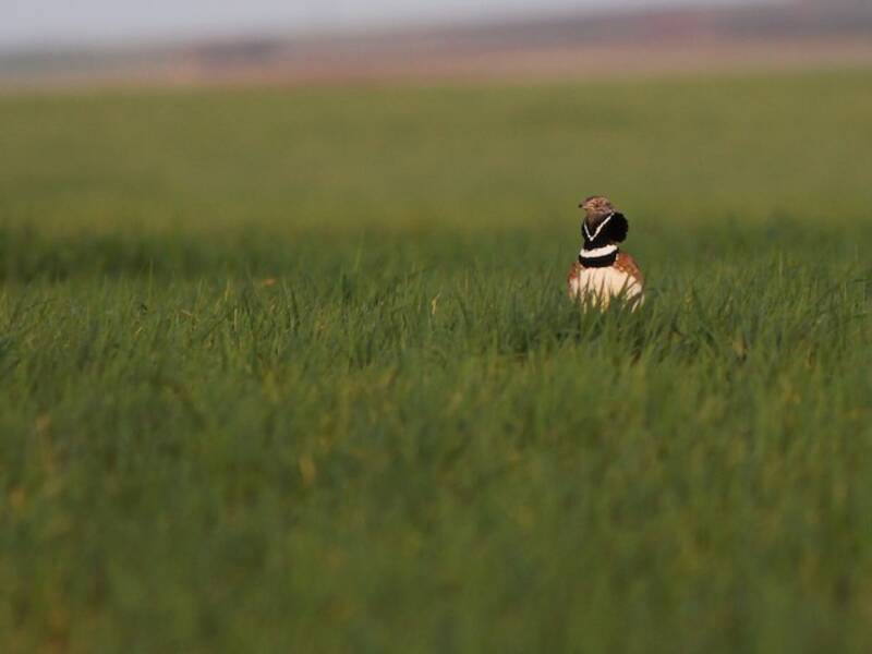 Little Bustard, 照片 4