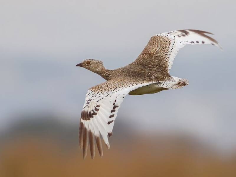 Little Bustard, 照片 2