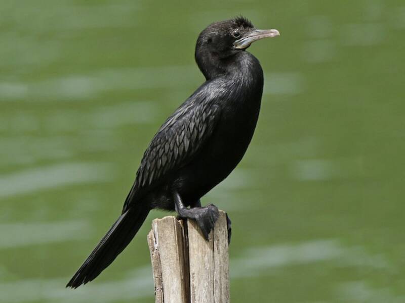 Little Cormorant, 照片 3