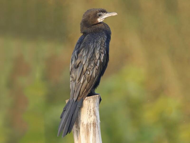Little Cormorant