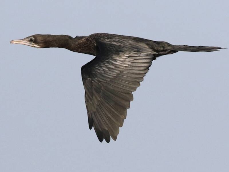 Little Cormorant, 照片 2