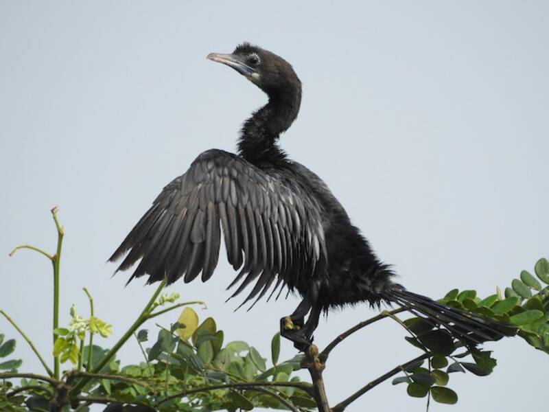Little Cormorant, 照片 4