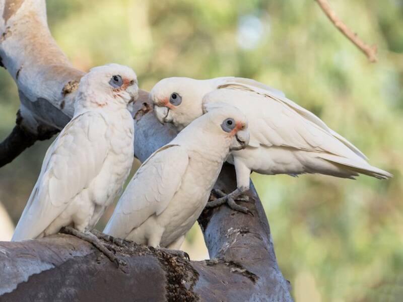 Little Corella, 照片 4