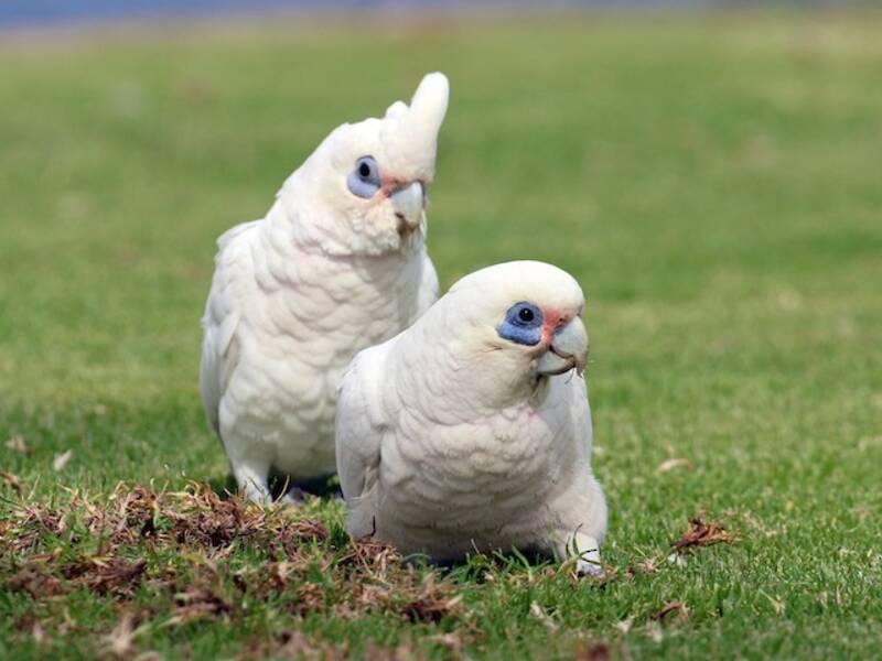 Little Corella, 照片 2