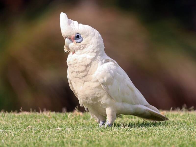 Little Corella