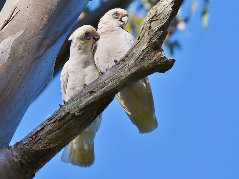 Little Corella, 照片 3