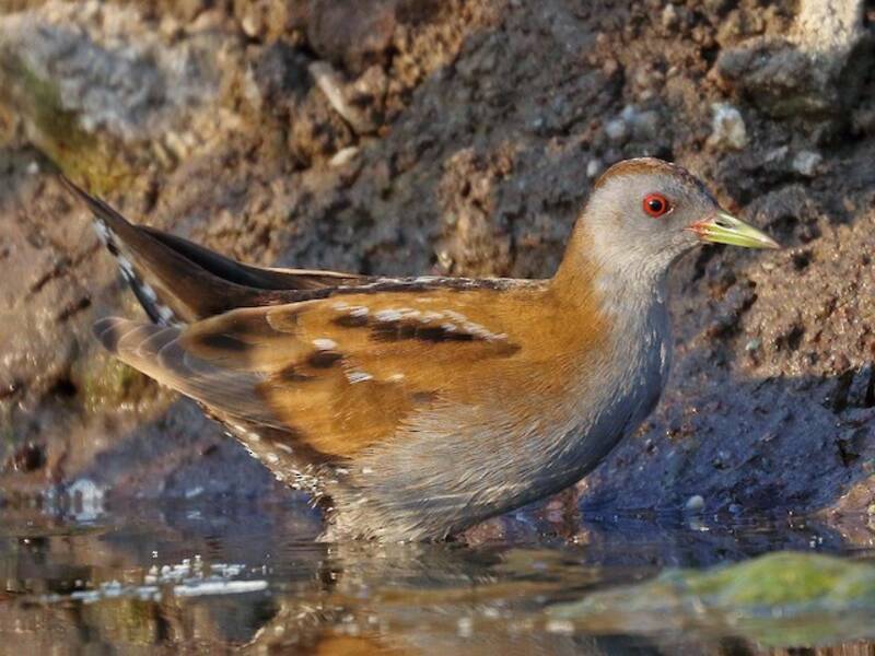 Little Crake, Photos 3