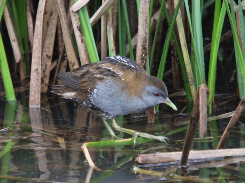 Little Crake, Photos 2