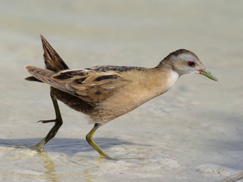 Little Crake, Photos 4