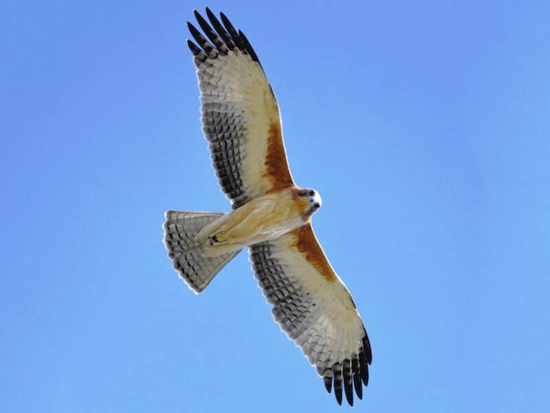 Little Eagle, 照片 2