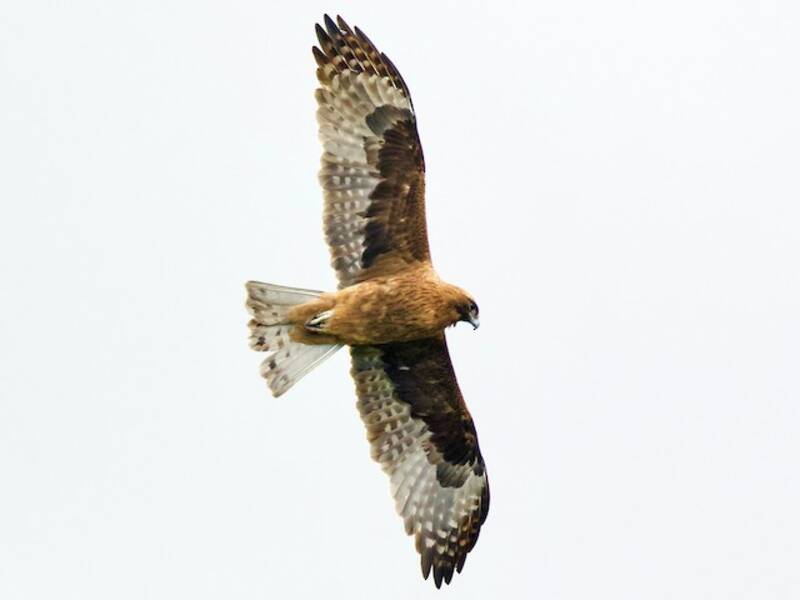 Little Eagle, 照片 4
