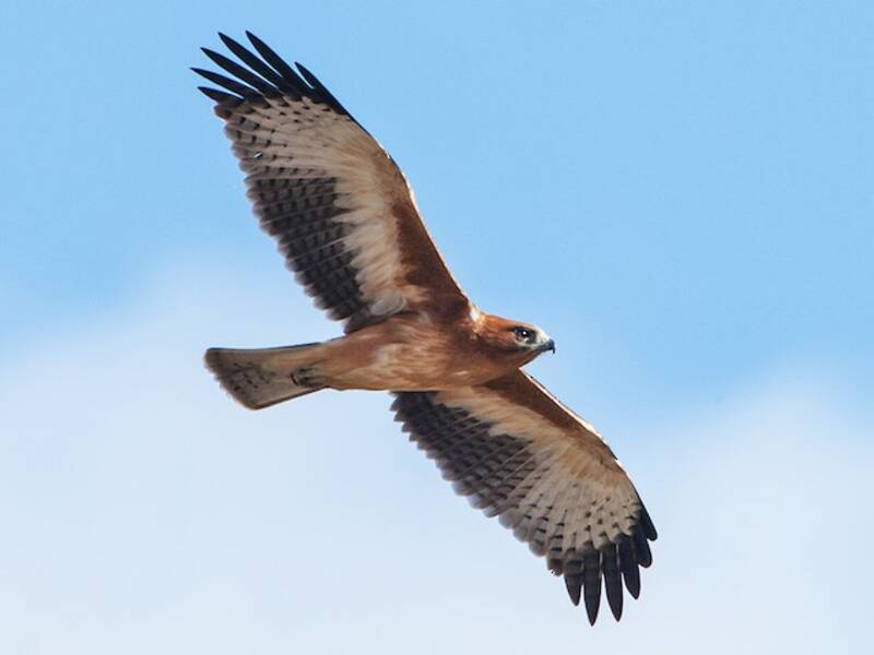 Little Eagle, 照片 3