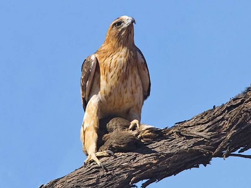Little Eagle