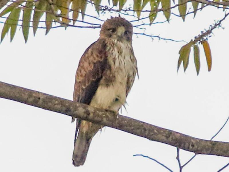 Pygmy Eagle, Photos 3
